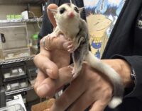 フクロモモンガの画像1