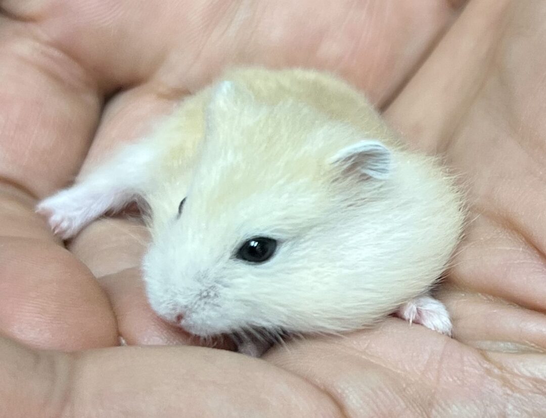超可愛い ジャンガリアンハムスターのベビー（イエロー♂） | ピュア