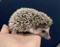 ハリネズミ(カナダ産:ソルト&ペッパー♀ )超懐っこいです♪の画像2