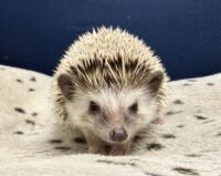 ハリネズミ(カナダ産:ソルト&ペッパー♀ )超懐っこいです♪の画像1