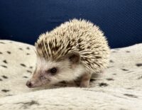 ハリネズミ(カナダ産:ソルト&ペッパー♀ )超懐っこいです♪の画像3