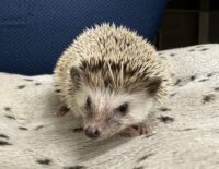 ハリネズミ(カナダ産:ソルト&ペッパー♀ )超懐っこいです♪の画像4