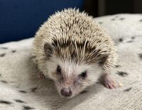ハリネズミ(カナダ産:ソルト&ペッパー♀ )超懐っこいです♪の画像6