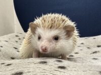 ハリネズミ(カナダ産:シナモン♀ )超懐っこいです♪の画像4