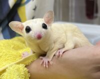 モザイクベビー♀の画像7