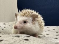 ハリネズミ(カナダ産:シナモン♀ )超懐っこいです♪の画像5