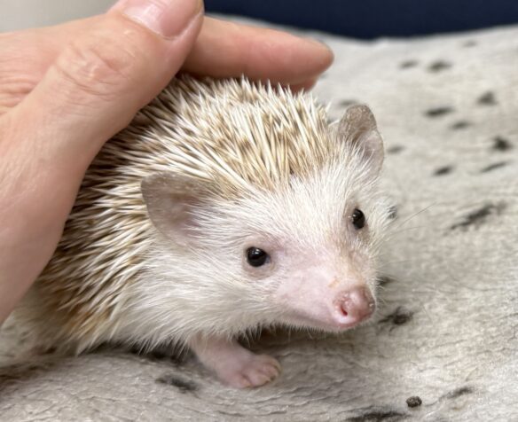 ハリネズミ（カナダ産：シナモン♀ ）超懐っこいです♪のメイン画像