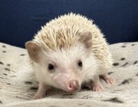 ハリネズミ(カナダ産:シナモン♀ )超懐っこいです♪の画像6