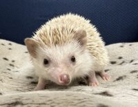 ハリネズミ(カナダ産:シナモン♀ )超懐っこいです♪の画像3
