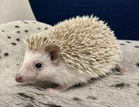 ハリネズミ(カナダ産:シナモン♀ )超懐っこいです♪の画像2