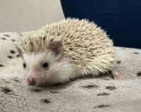 ハリネズミ(カナダ産:シナモン♀ )超懐っこいです♪の画像7