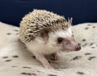 ハリネズミ(カナダ産:ソルト&ペッパー♀ )超懐っこいです♪の画像1