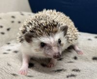 ハリネズミ(カナダ産:ソルト&ペッパー♀ )超懐っこいです♪の画像5