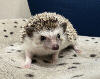 ハリネズミ(カナダ産:ソルト&ペッパー♀ )超懐っこいです♪の画像3