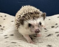 ハリネズミ(カナダ産:ソルト&ペッパー♀ )超懐っこいです♪の画像4
