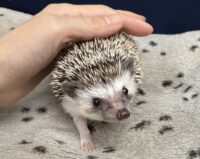 ハリネズミ(カナダ産:ソルト&ペッパー♀ )超懐っこいです♪の画像2