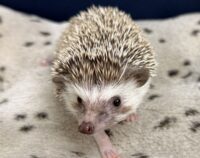 ハリネズミ(カナダ産:ソルト&ペッパー♀ )超懐っこいです♪の画像6