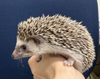 ハリネズミ(カナダ産:ソルト&ペッパー♀ )超懐っこいです♪の画像7