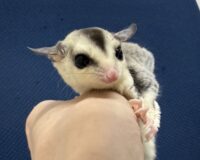 フクロモモンガの画像7