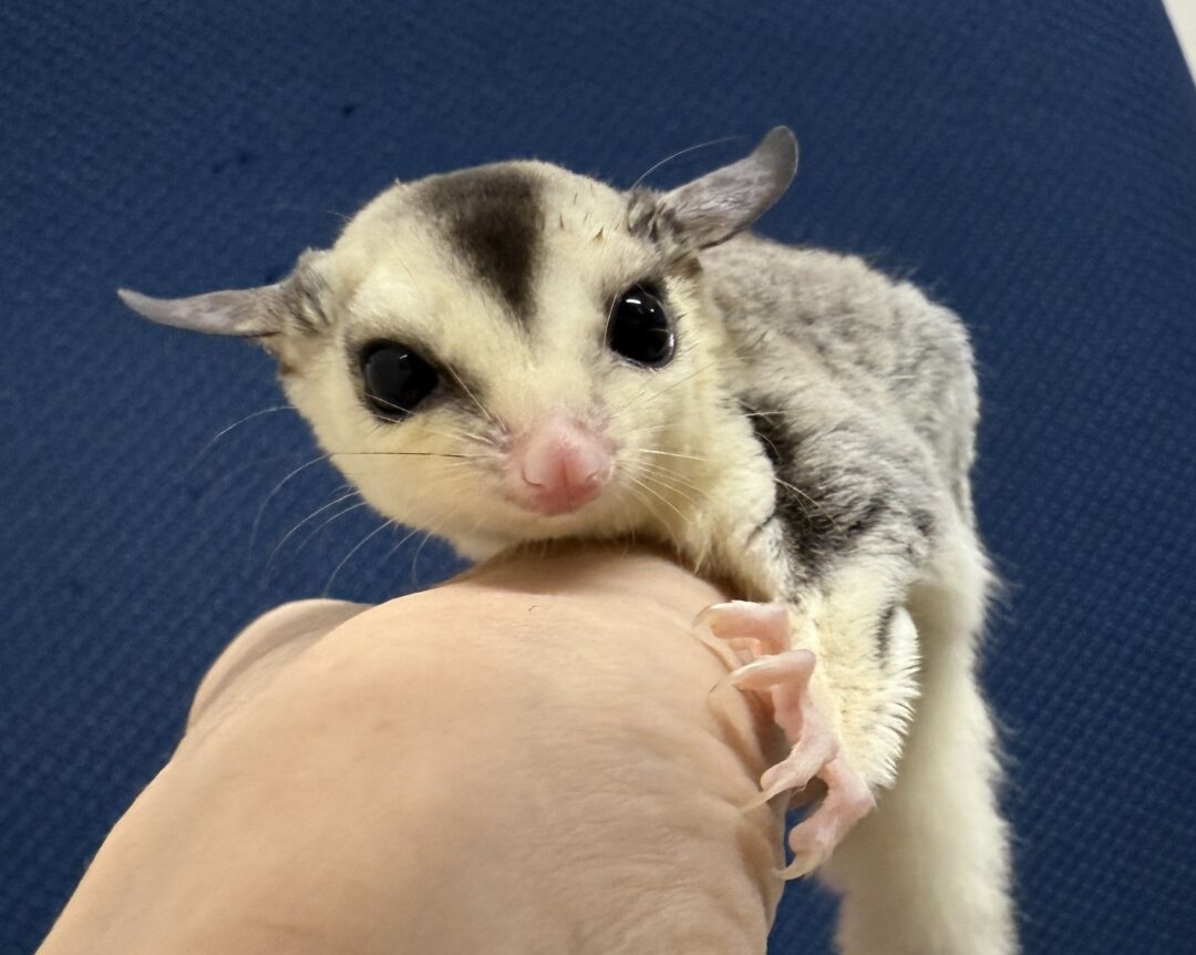 フクロモモンガのメイン画像