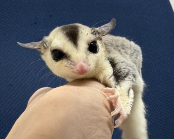 フクロモモンガのメイン画像