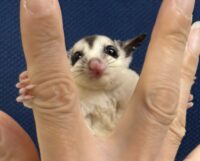 フクロモモンガ ベビー ホワイトフェイス（タイCB）販売｜東京都大田区のエキゾチックアニマル専門店ピュア☆アニマルの画像4