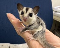 フクロモモンガ ベビー ホワイトフェイス（タイCB）販売｜東京都大田区のエキゾチックアニマル専門店ピュア☆アニマルの画像6