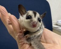 フクロモモンガ ベビー ホワイトフェイス（タイCB）販売｜東京都大田区のエキゾチックアニマル専門店ピュア☆アニマルの画像7