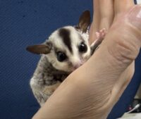 フクロモモンガ ベビー ホワイトフェイス（タイCB）販売｜東京都大田区のエキゾチックアニマル専門店ピュア☆アニマルの画像8