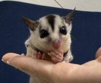 フクロモモンガ ベビー ホワイトフェイス（タイCB）販売｜東京都大田区のエキゾチックアニマル専門店ピュア☆アニマルの画像3