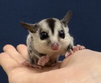 フクロモモンガ ベビー ホワイトフェイス（タイCB）販売｜東京都大田区のエキゾチックアニマル専門店ピュア☆アニマルの画像1