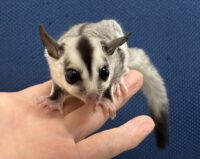 フクロモモンガ ベビー ホワイトフェイス（タイCB）販売｜東京都大田区のエキゾチックアニマル専門店ピュア☆アニマルの画像9