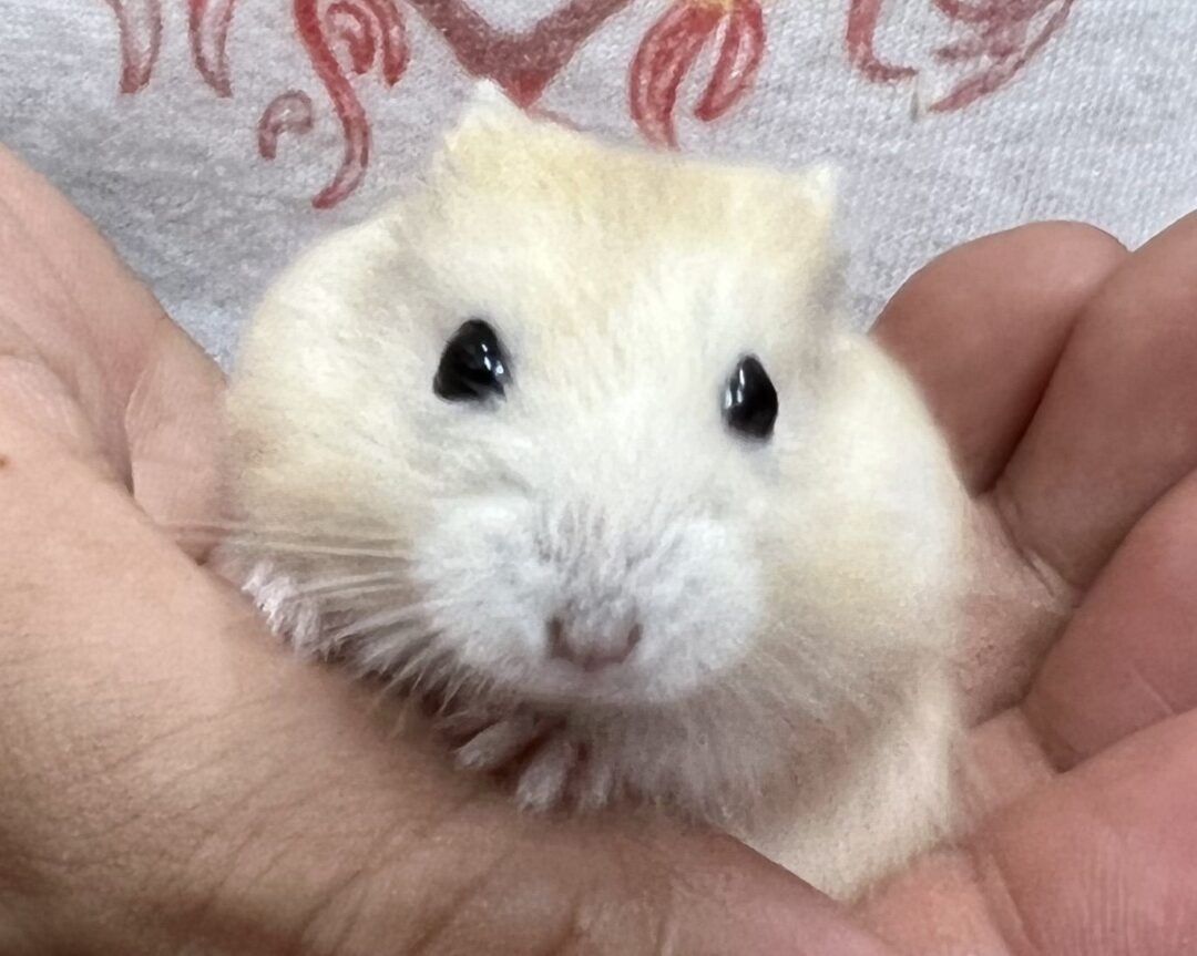 超可愛い ジャンガリアンハムスターのイエロープディング ピュアアニマル