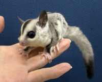 フクロモモンガ ベビー ホワイトフェイス（タイCB）販売｜東京都大田区のエキゾチックアニマル専門店ピュア☆アニマルの画像10