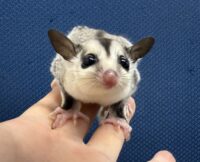 フクロモモンガ ベビー ホワイトフェイス（タイCB）販売｜東京都大田区のエキゾチックアニマル専門店ピュア☆アニマルの画像5