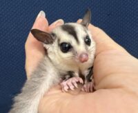 フクロモモンガ ベビー ホワイトフェイス（タイCB）販売｜東京都大田区のエキゾチックアニマル専門店ピュア☆アニマルの画像2