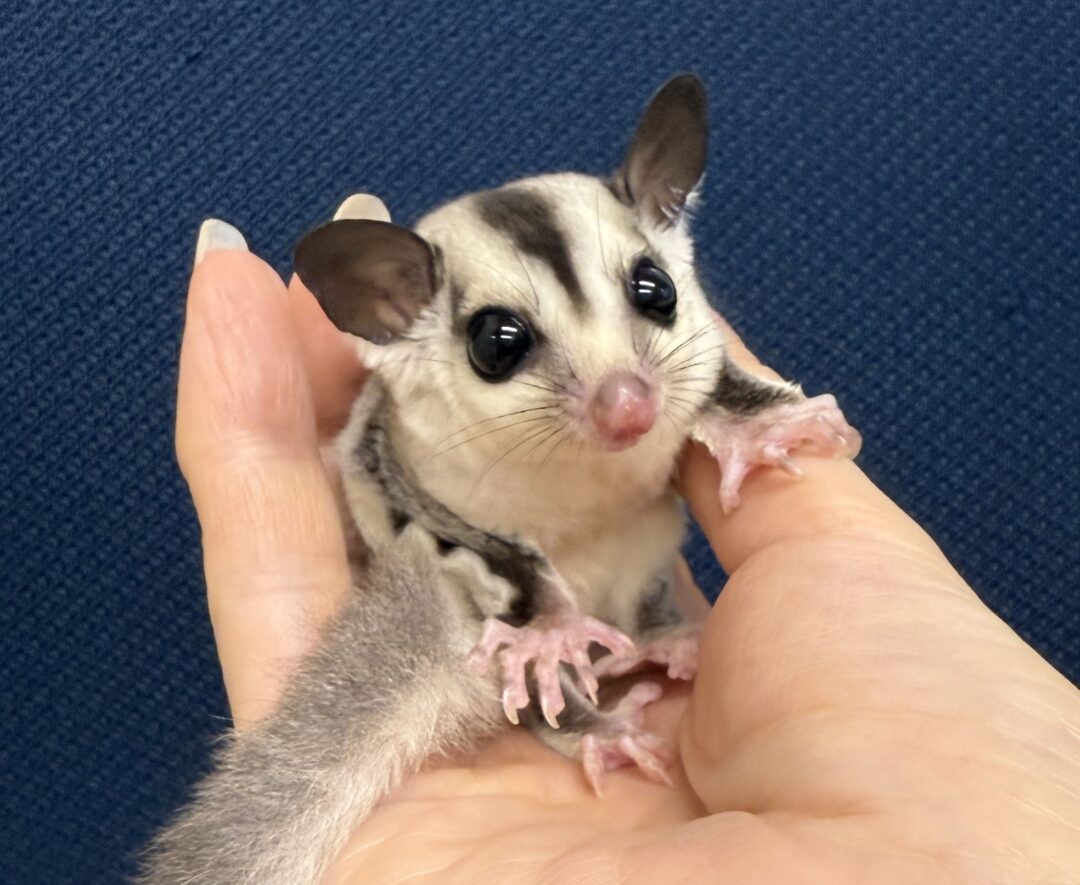 フクロモモンガ ベビー ホワイトフェイス（タイCB）販売｜東京都大田区のエキゾチックアニマル専門店ピュア☆アニマルのメイン画像