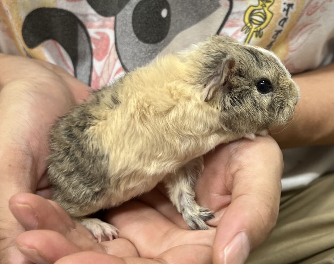 モルモット 巻毛 レックスモルモット | ピュアアニマル