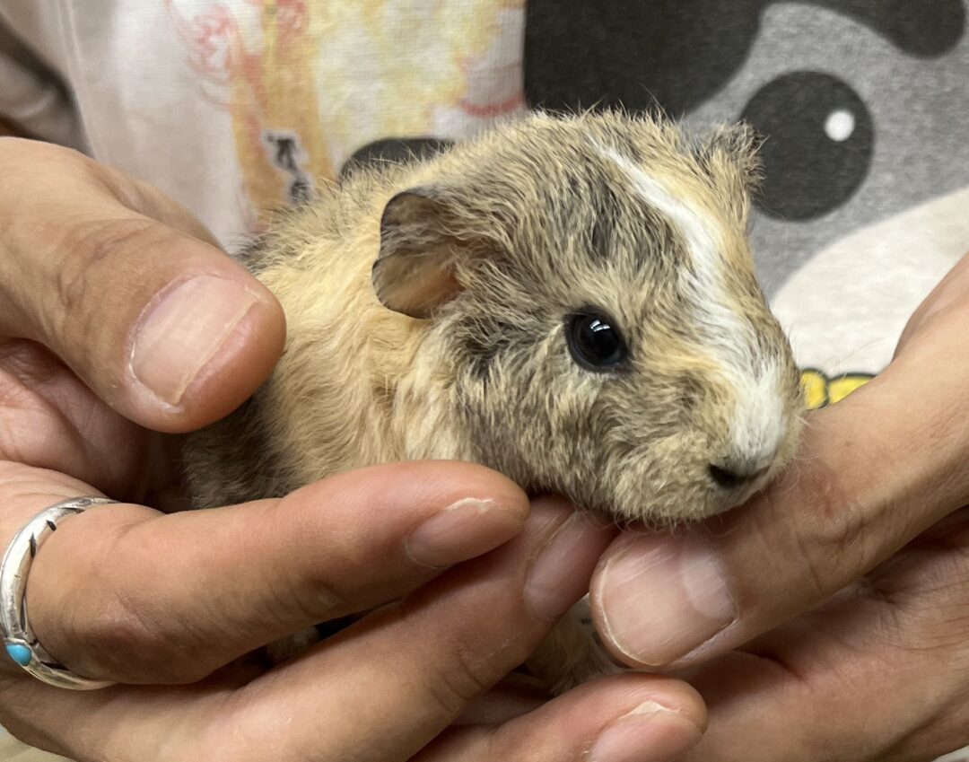 モルモット 巻毛 レックスモルモット | ピュアアニマル