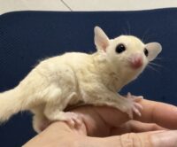 フクロモモンガの画像2