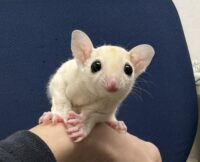 フクロモモンガの画像1