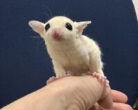 フクロモモンガの画像6