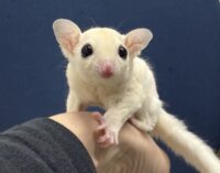 フクロモモンガの画像3