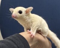 フクロモモンガの画像7