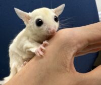 フクロモモンガの画像1