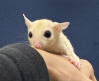 フクロモモンガの画像8