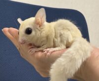 フクロモモンガの画像9