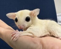 フクロモモンガの画像10