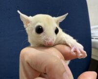 フクロモモンガの画像7