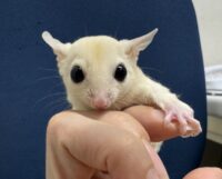 フクロモモンガの画像6